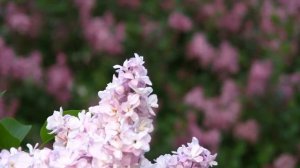 У сирени особенный запах.  Дачные картинки 2020.