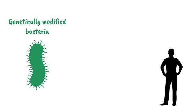 Genetic Modification Explained || Insulin-Producing Bacteria