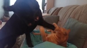 Лабрадор и кот играют. Sonya and Mars. Labrador and cat playing.