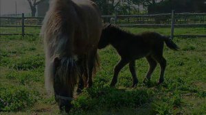 Cavalli Falabella  - Allevamento Piancalcaio - Tuscany - Italy - Falabella miniature horses