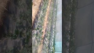 Клубника Альба и Джессика ремонтантный сорт