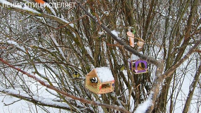 СНЕГИРИ И СИНИЦЫ ЗИМОЙ ПОЮТ ВОЛШЕБНО! ТРЕЛИ-ПОСВИСТЫВАНИЯ СНЕГИРЕЙ УМИЛЯЮТ И РАДУЮТ. смотреть онлайн