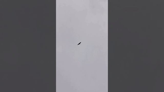 100 КМ/Ч НА ВЕЛОСИПЕДЕ #Велосипед #Путешествие #Рекорд #Travel #Traveling #рекордгиннеса #Рекордсме смотреть онлайн