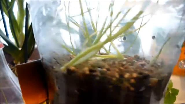 06.04.2020. СИДИМДОМА. Улучшаю настроение работой с растениями. Прищипка ЭУСТОМЫ. ЛУК в бутылках. смотреть онлайн