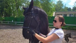 УПРАЖНЕНИЕ на РАСТЯЖКУ для ЛОШАДИ №1