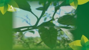 Школа фермера_ Вредители и болезни цитрусовых — копия — копия.mp4