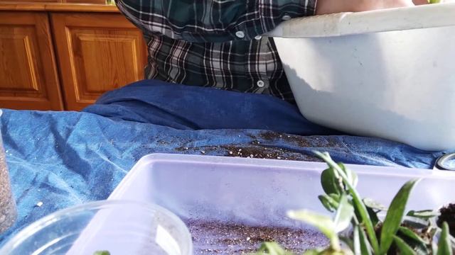 Išpakuojame hoya's ir.. /Распаковывем хойи и.. смотреть онлайн