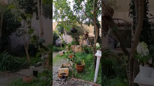 Кофе в саду ☺️☕?????? #spanishwinter #spain #travel #garden смотреть онлайн