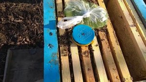 Эксперимент  Пыльца и спирулина в улей  04 03 2021