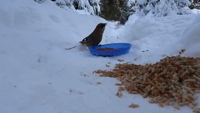 №4355 25 11 2023 Сойки выбирают арахис смотреть онлайн