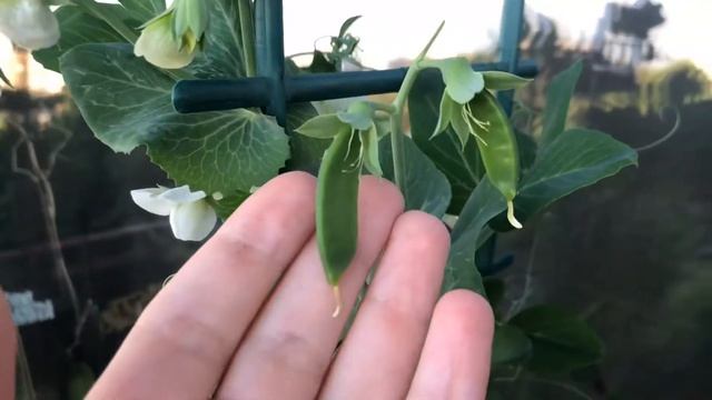 Горох на балконе на подоконнике. Выращивание гороха дома. Огород на подоконнике смотреть онлайн