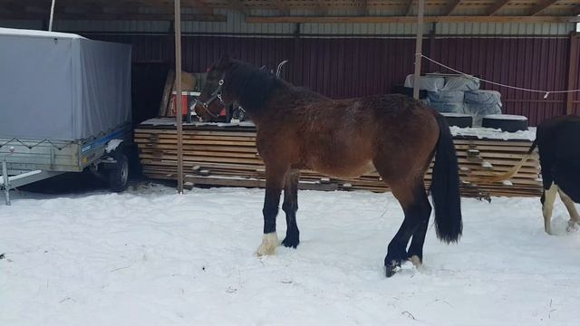 МОЦИОН КОРОВЫ КОНЯ И КОЗ смотреть онлайн