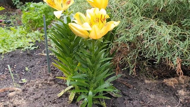 Дареному коню в зубы не смотрят смотреть онлайн