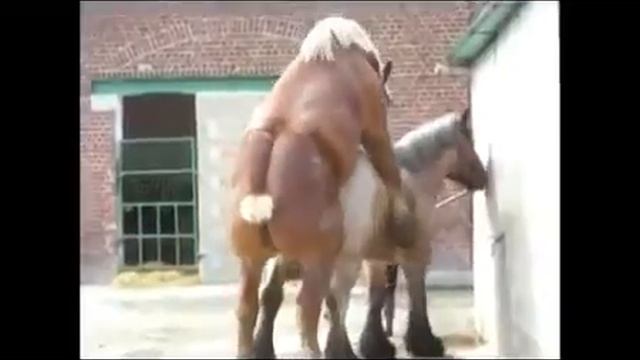 Как животные делают, приколы с собаками картинки смотреть онлайн