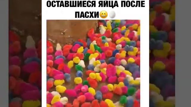 Вот откуда берутся цветные яйца