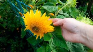 ОСЕННИЕ БУКЕТЫ ИЗ САДОВЫХ ЦВЕТОВ. КАКИЕ ЦВЕТЫ ИСПОЛЬЗУЮ. ОЦЕНИТЕ МОИ СТАРАНИЯ.