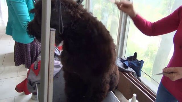 Выставка собак ВДНХ 08.10.2017 смотреть онлайн