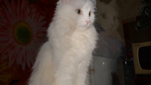 фотографии при исо 100 со вспышкой, с наклоном и без вспышки. Nikon 1s1 смотреть онлайн