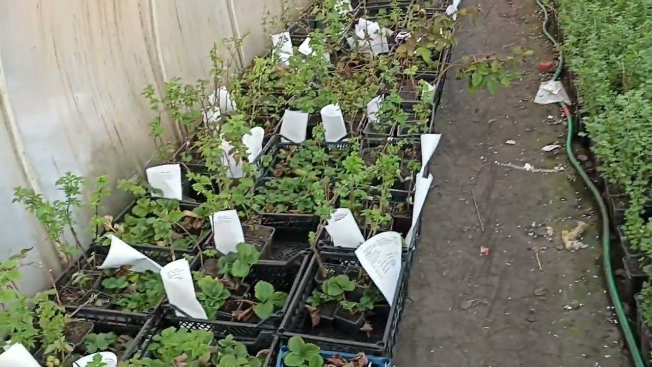 О сроках рассылки для разных культур. Не пугаться если в посылке нет чего то в наличии. смотреть онлайн