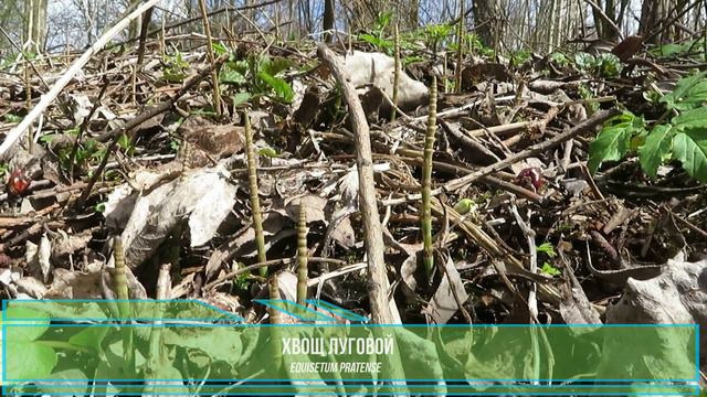 Лес третье измерение смотреть онлайн