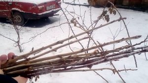 Размножение смородины, малины, йошты, винограда черенками.(Эксперимент неопытного огородника)