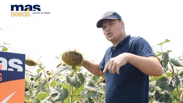 МАС 81.К: как убрать подсолнечник с наибольшей выгодой смотреть онлайн