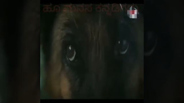 The Dog named Palma In Ennio morricone version. смотреть онлайн