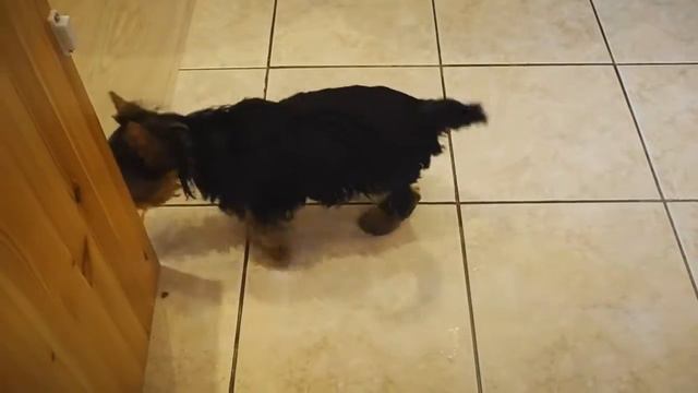 Любопытный щенок йорка / Купить щенка йоркширского терьера смотреть онлайн