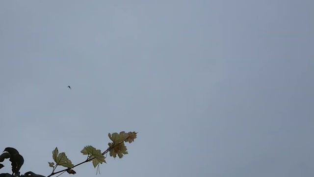 Чем отличается добровольный гон от принудительного🖐 смотреть онлайн