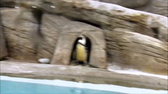 Молодые пингвины. 17.02.21 г. смотреть онлайн