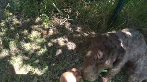 Cercando Funghi con i cani - simulazione in campo -Leccinum Corsicum