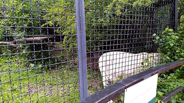 ПОПАЛИ К ТИГРАМ НА ОБЕД! Ялтинский Зоопарк "Сказка" смотреть онлайн