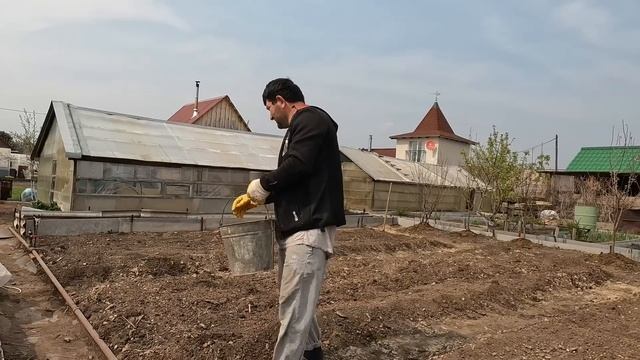 Сажаем картошку/ Рассаду клубники высаживаем и опрыскиваем/