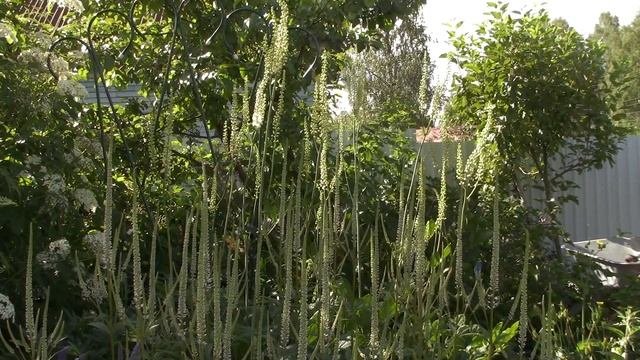 Цветы цветущие с середины июля до заморозков.(часть 2)