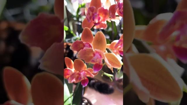 Phalaenopsis Paprika ‘peloric’  Фаленопсис Паприка ‘пелорик бабочка’