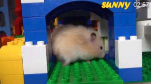 ЛАБИРИНТ ДЛЯ ХОМЯКА! ПОЛОСА ПРЕПЯТСТВИЙ LEGO!