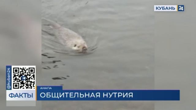 Дикая нутрия из Анапы стала местной знаменитостью благодаря соцсетям