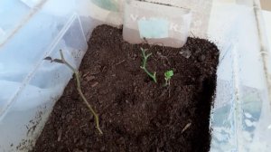 Главная ошибка при черенковании роз любым способом. Мой опыт черенкования роз в домашних условиях