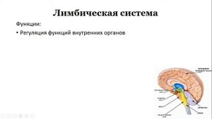 Урок №37 "Головной мозг. Строение и функции"