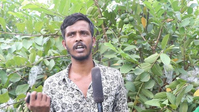 থাই পেয়ারা চাষে প্রতিমাসে আয় ৮০ হাজার টাকা ২ বিঘা জমিতে Thai Guava Cultivation in Bangladesh смотреть онлайн