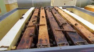 12 рамочный улей биненхаус (BienenHaus) на пасеке в октябре, ужасы на пасеке, результат эксперимент