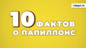 10 ФАКТОВ О ПАПИЛЛОНС