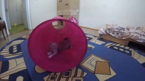 ТУННЕЛЬ ДЛЯ КОШКИ ? Шотландская вислоухая Кошка играет в туннеле / Игры для котов Скоттиш фолд