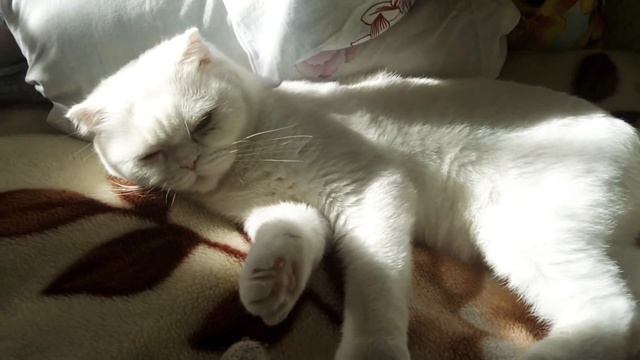 САМАЯ СПОКОЙНАЯ КОШКА В МИРЕ. 0 АГРЕСИИ.|Шотландская кошка/кот смотреть онлайн