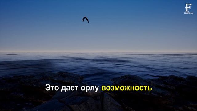 Менталитет орла - лучшее мотивационное видео! БУДЬ КАК ОРЕЛ!