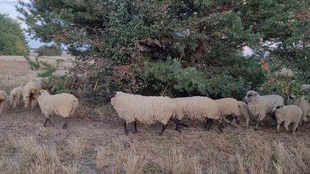 овцы станем в круг смотреть онлайн