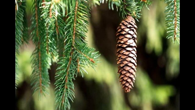 Почему нельзя сажать елку возле дома смотреть онлайн