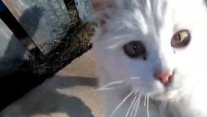 Белый котенок