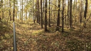 Охота с дратхааром на вальдшнепа 2023.#hunting #дратхаар #woodcockhunting