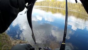 Жерех на Пилькер.Река Неман.